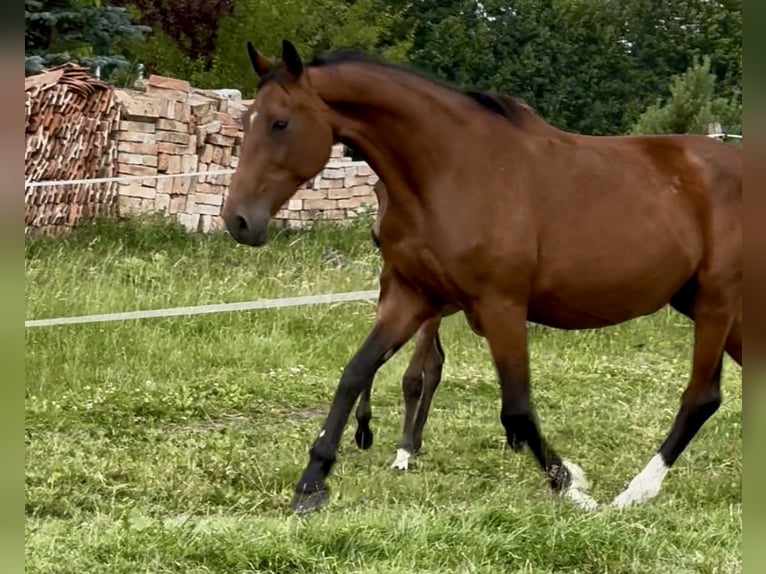 Zangersheider Mare 16 years 16,3 hh Bay in Go&#x15B;cimiec