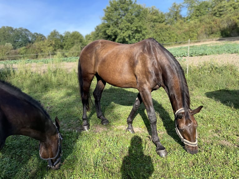 Zangersheider Mare 16 years 16,3 hh Bay-Dark in Bruchsal
