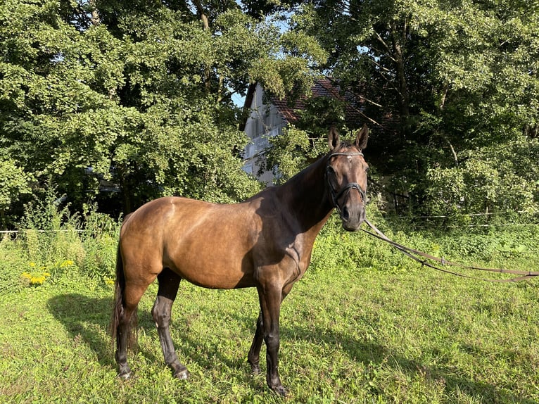 Zangersheider Mare 16 years 16,3 hh Bay-Dark in Bruchsal