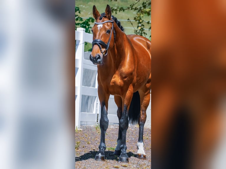 Zangersheider Mare 17 years 16,2 hh Brown in Nettersheim