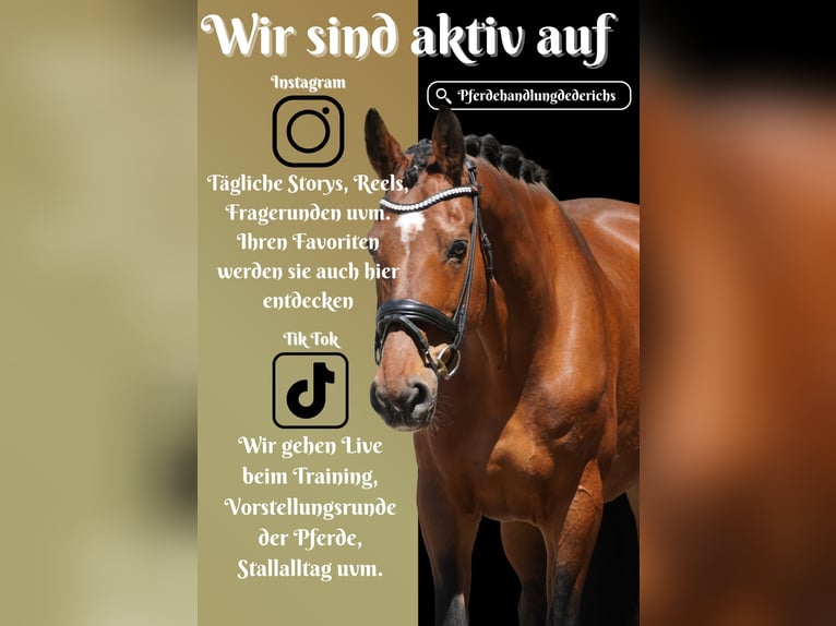 Zangersheider Mare 17 years 16,2 hh Brown in Nettersheim