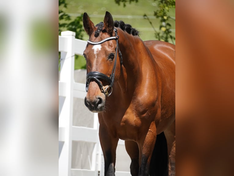 Zangersheider Mare 17 years 16,2 hh Brown in Nettersheim