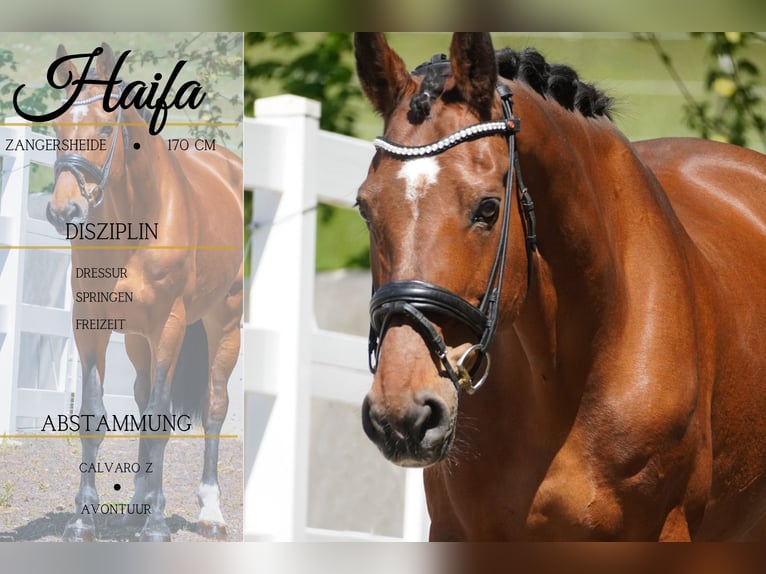 Zangersheider Mare 17 years 16,2 hh Brown in Nettersheim