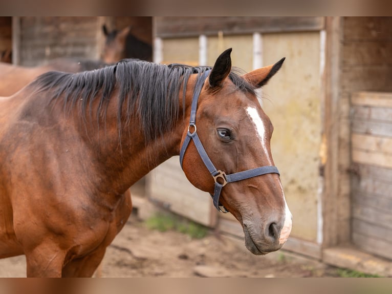 Zangersheider Mare 18 years 15,2 hh Bay in Ke&#x17E;marok