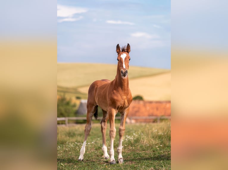 Zangersheider Mare 18 years 15,2 hh Bay in Ke&#x17E;marok