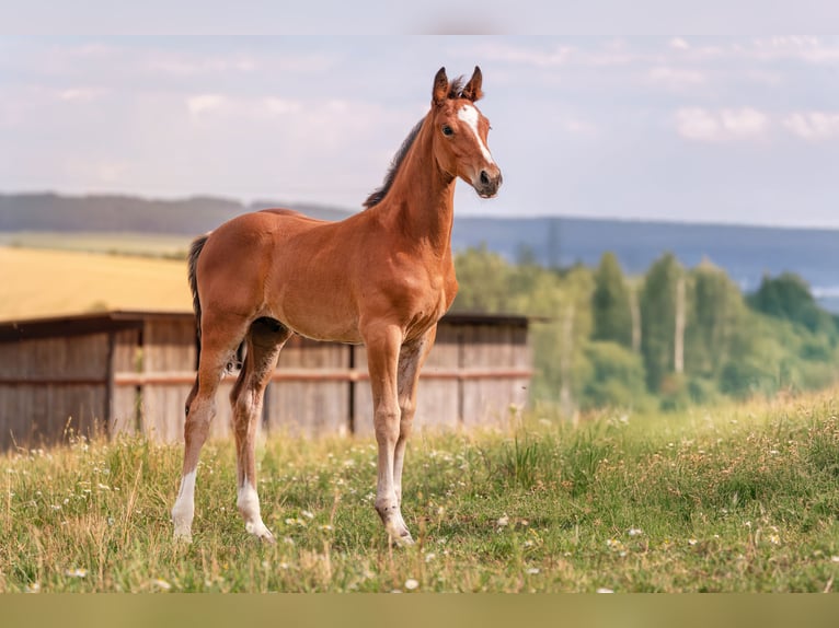 Zangersheider Mare 18 years 15,2 hh Bay in Ke&#x17E;marok