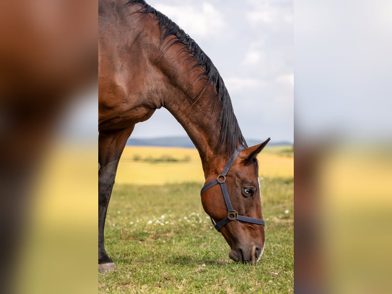 Zangersheider Mare 18 years 15,2 hh Bay in Ke&#x17E;marok