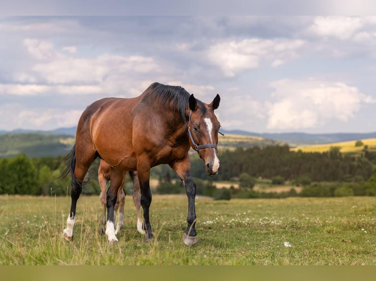 Zangersheider Mare 18 years 15,2 hh Bay in Ke&#x17E;marok