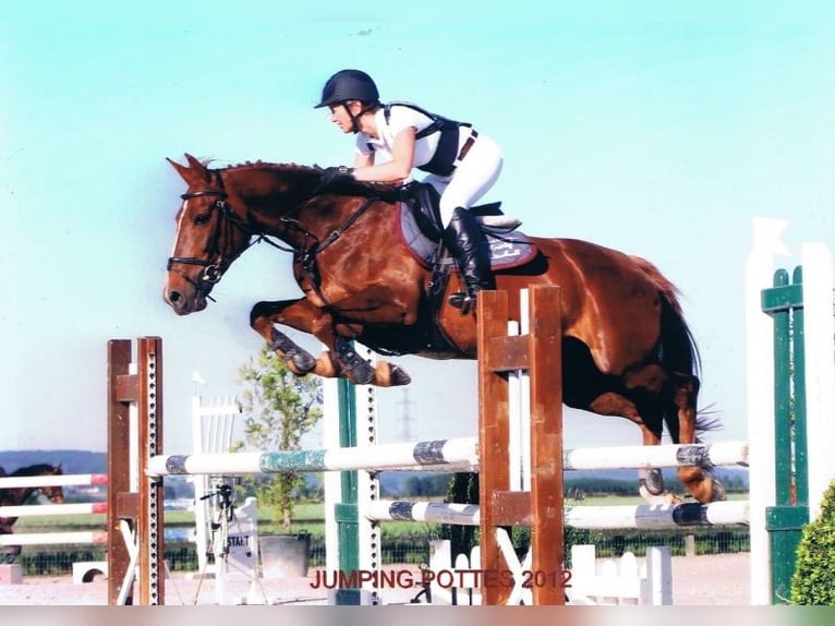 Zangersheider Mare 18 years 16,1 hh Chestnut-Red in Hooglede