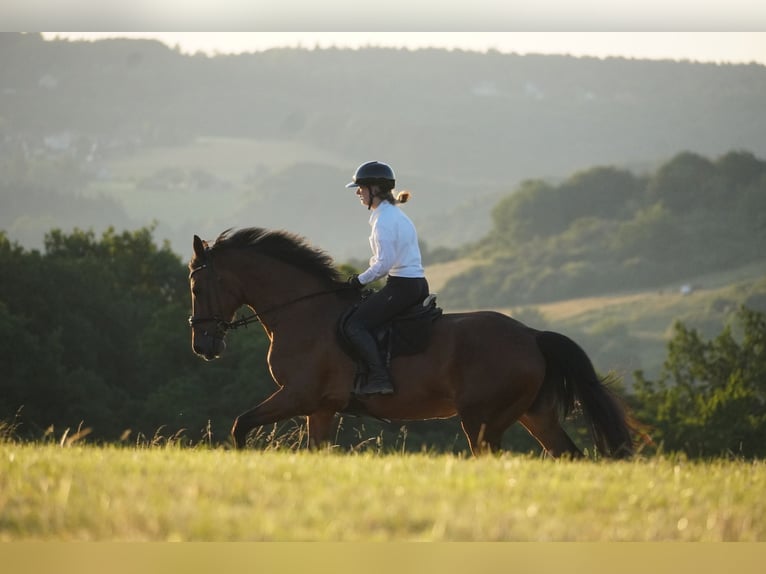 Zangersheider Mare 18 years 16,2 hh Brown in Nettersheim