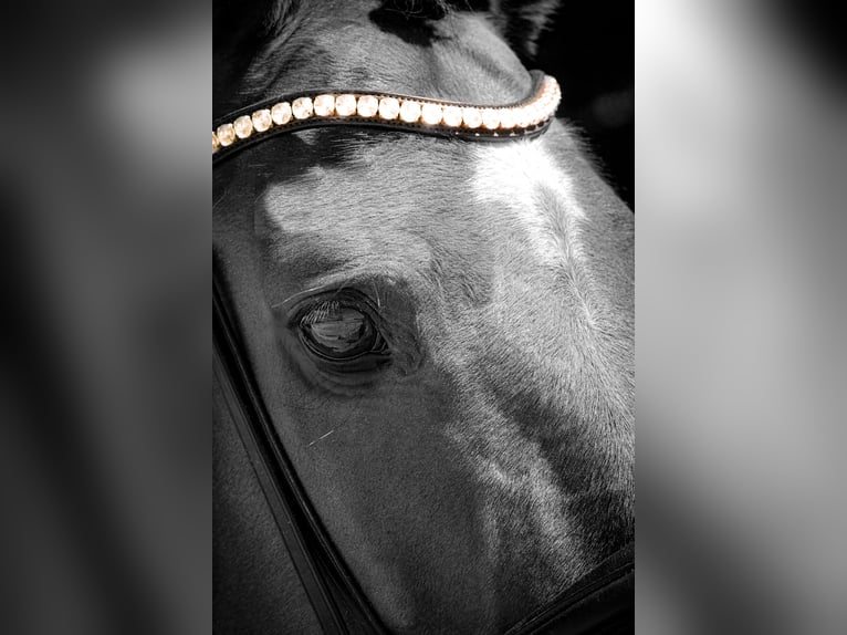 Zangersheider Mare 18 years 16,2 hh Brown in Nettersheim