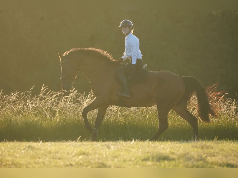 Zangersheider Mare 18 years 16,2 hh Brown in Nettersheim