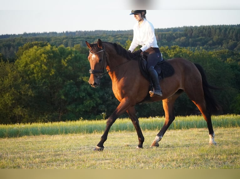 Zangersheider Mare 18 years 16,2 hh Brown in Nettersheim