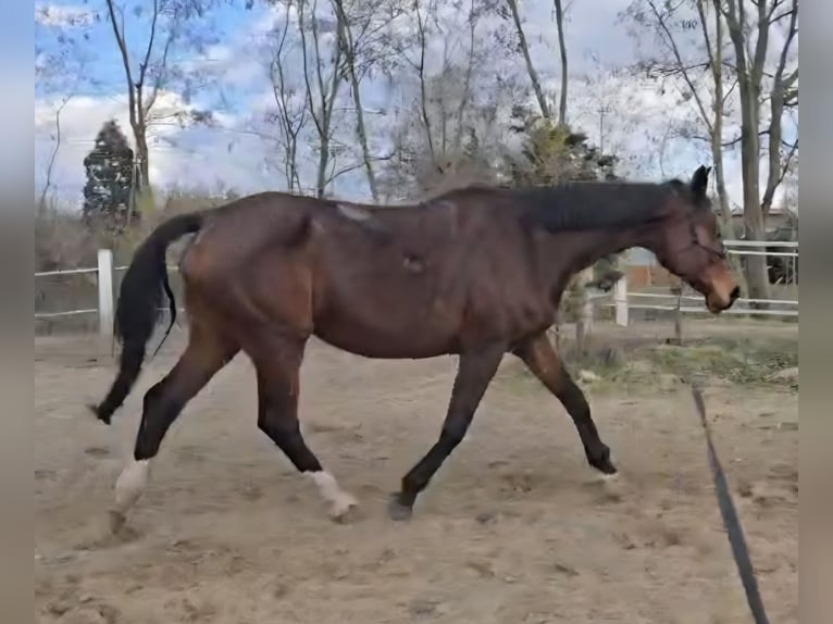 Zangersheider Mare 19 years 17 hh Brown in Thyrow