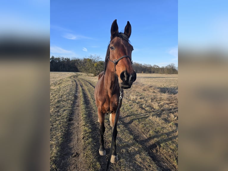 Zangersheider Mare 19 years 17 hh Brown in Thyrow