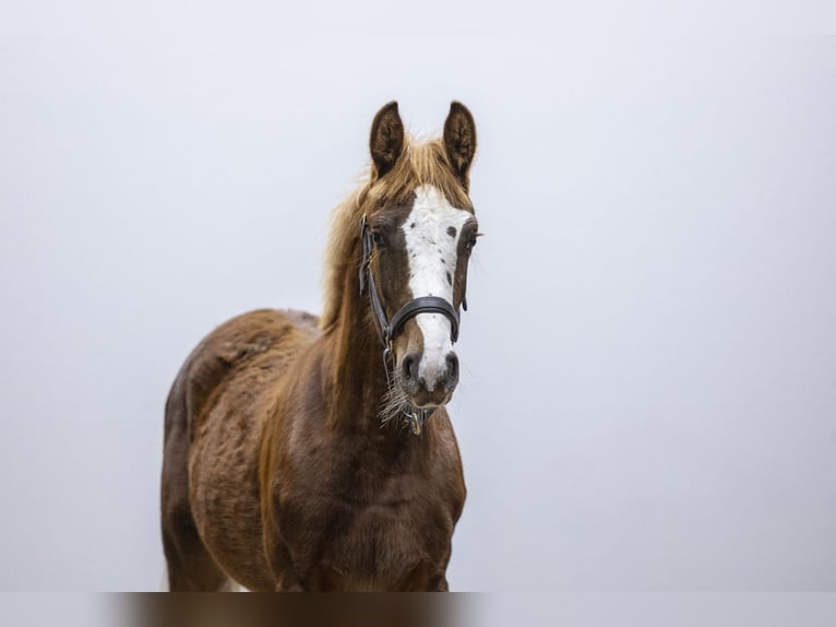 Zangersheider Mare 1 year 13,2 hh  in Waddinxveen