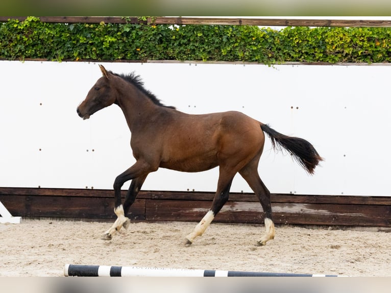 Zangersheider Mare 1 year 14,1 hh Bay-Dark in Waddinxveen Zangersheider Mare 1 year 14,1 hh Bay-Dark in Waddinxveen