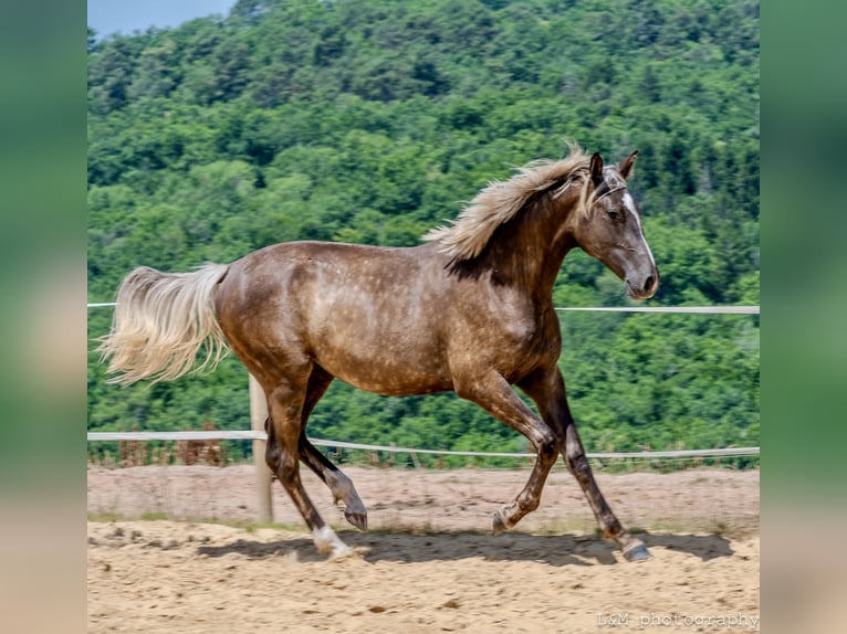 Zangersheider Mare 1 year 15,1 hh Black in Cublac