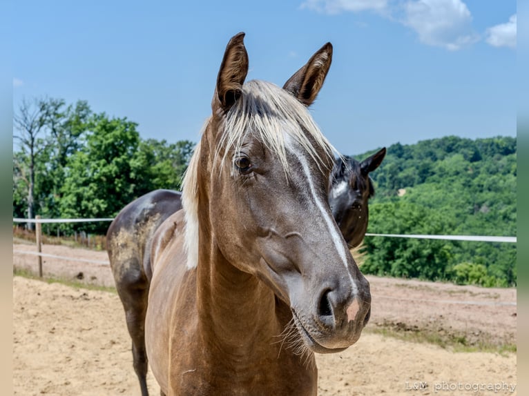 Zangersheider Mare 1 year 15,1 hh Black in Cublac