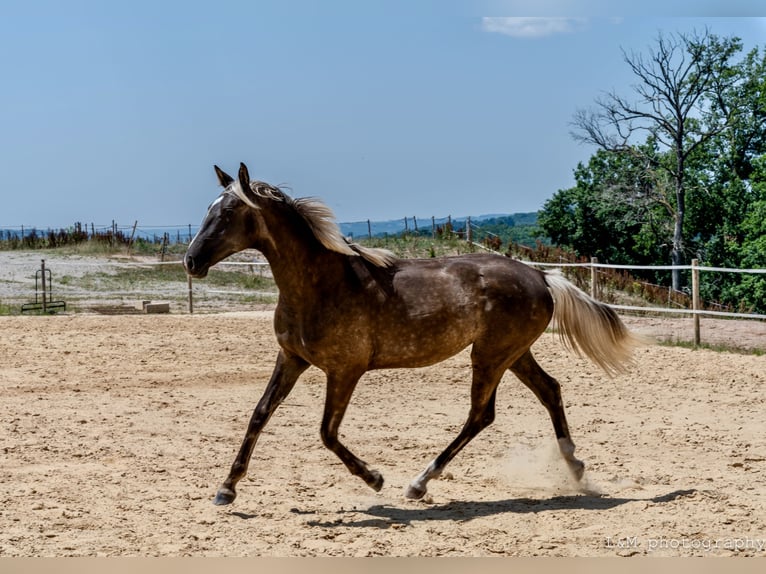 Zangersheider Mare 1 year 15,1 hh Black in Cublac
