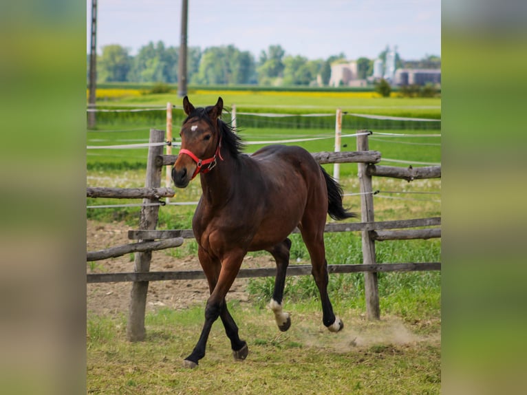 Zangersheider Mare 1 year 15,1 hh Brown in Kosowo