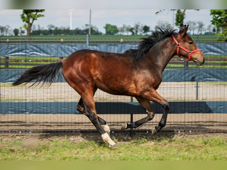 Zangersheider Mare 1 year 15,1 hh Brown in Kosowo