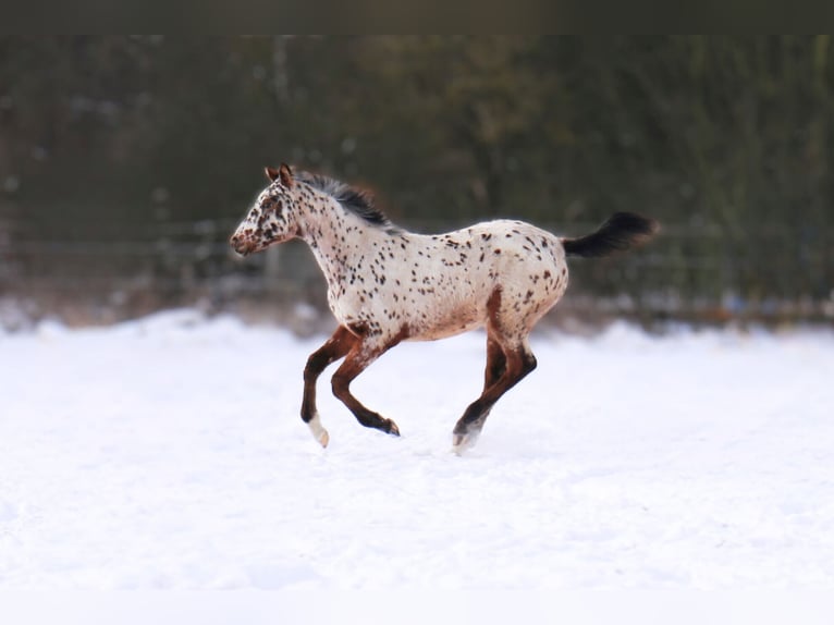 Zangersheider Mare 1 year 15,2 hh Leopard-Piebald in Otwock