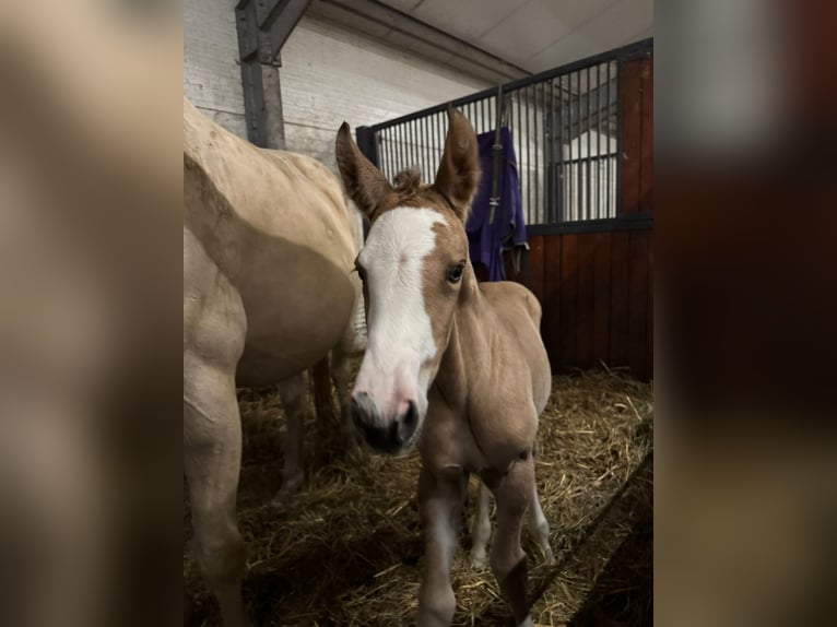 Zangersheider Mare 1 year 16.1 hh Buckskin in Złotów