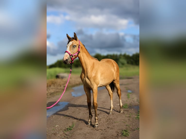 Zangersheider Mare 1 year 16.1 hh Buckskin in Złotów