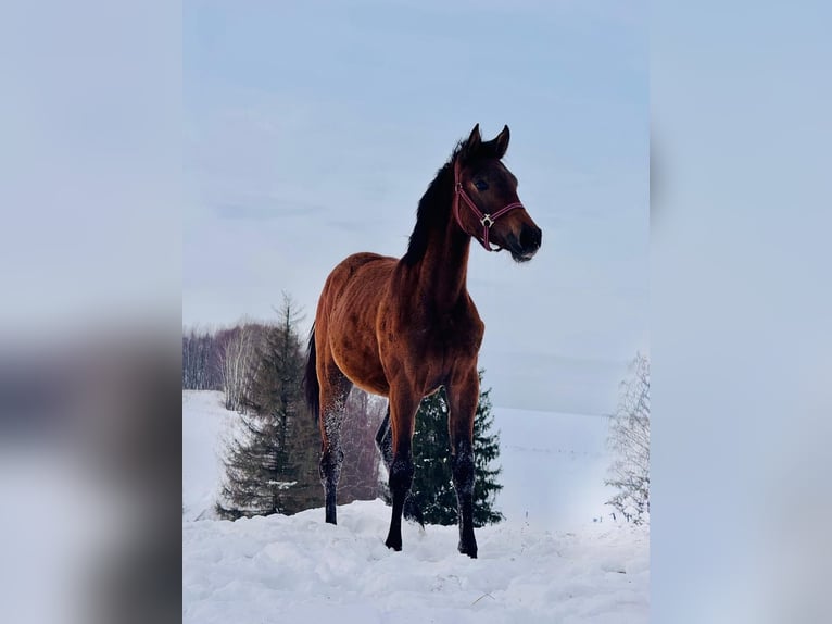 Zangersheider Mare 1 year 16.1 hh Grey in Łańcut
