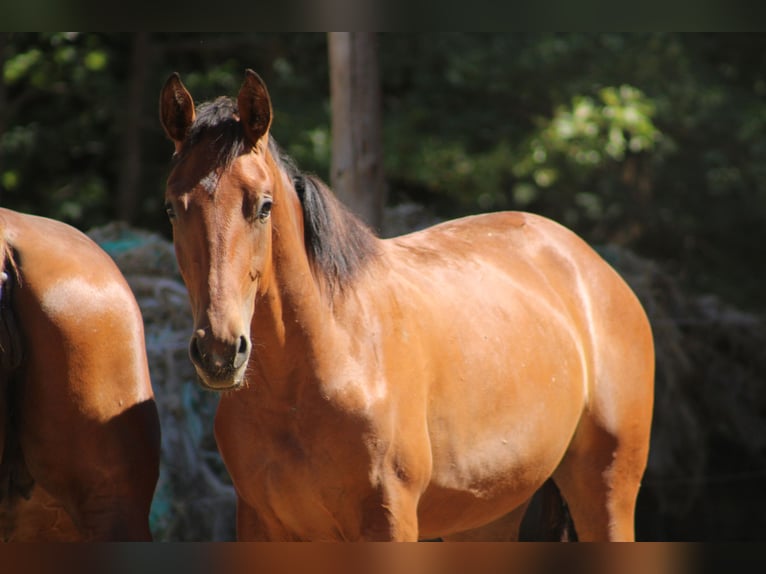 Zangersheider Mix Mare 1 year 16.2 hh Brown in Drosendorf