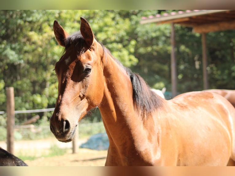 Zangersheider Mix Mare 1 year 16.2 hh Brown in Drosendorf