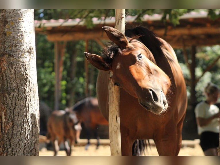Zangersheider Mix Mare 1 year 16.2 hh Brown in Drosendorf