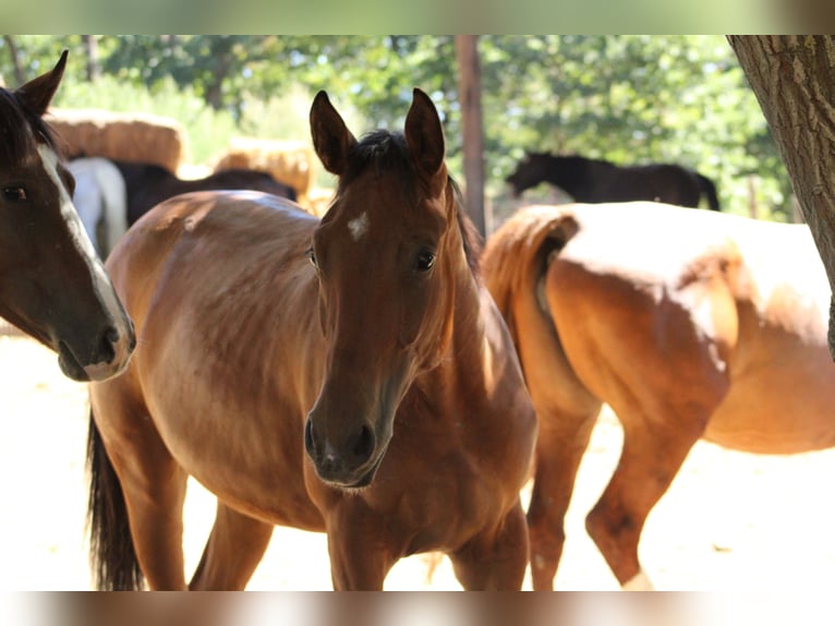 Zangersheider Mix Mare 1 year 16.2 hh Brown in Drosendorf