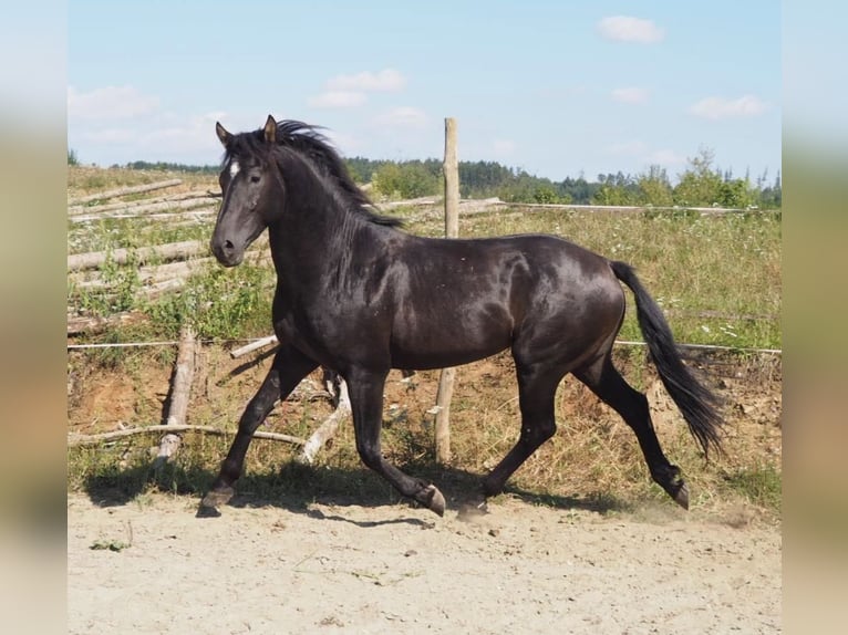 Zangersheider Mix Mare 1 year 16.2 hh Brown in Drosendorf