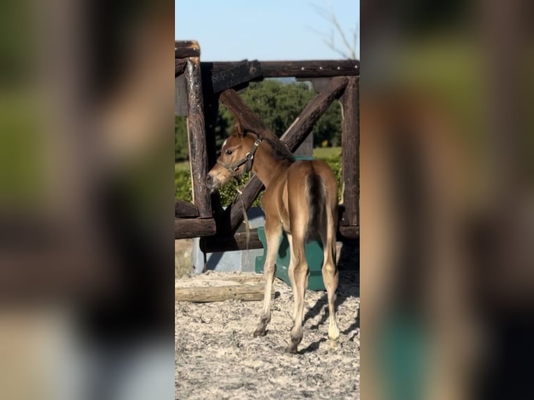 Zangersheider Mare 1 year 16.2 hh Brown in Liège