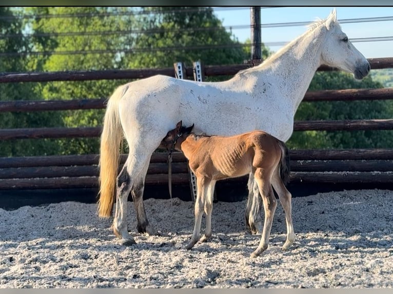 Zangersheider Mare 1 year 16.2 hh Brown in Liège
