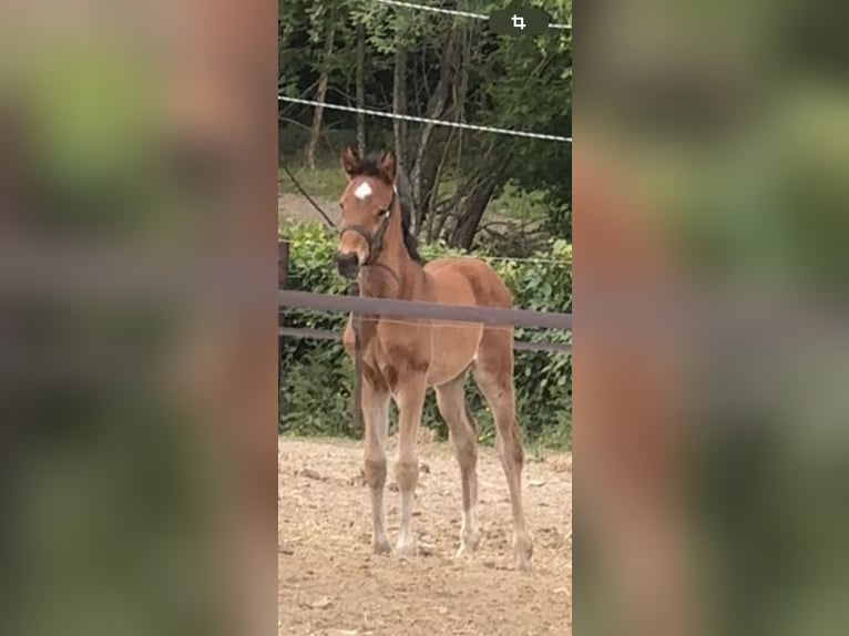Zangersheider Mare 1 year 16.2 hh Brown in Liège