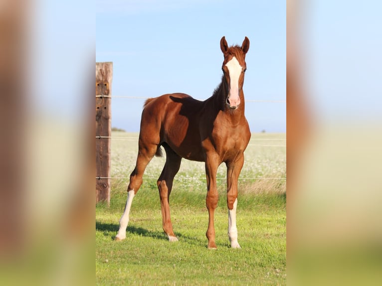 Zangersheider Mare 1 year 16.2 hh Chestnut-Red in Dobromierz