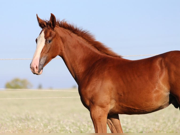 Zangersheider Mare 1 year 16.2 hh Chestnut-Red in Dobromierz