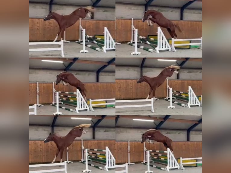 Zangersheider Mare 1 year 16.2 hh Chestnut-Red in Dobromierz