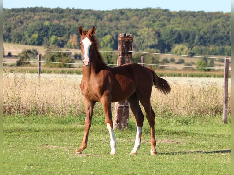 Zangersheider Mare 1 year 16.2 hh Chestnut-Red in Dobromierz