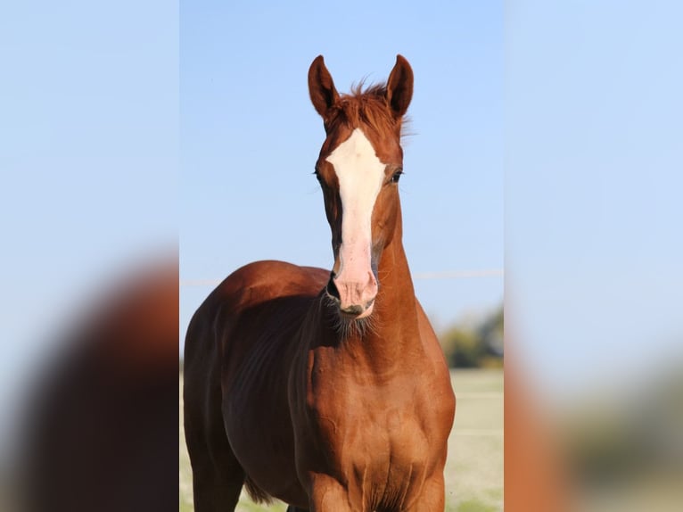 Zangersheider Mare 1 year 16.2 hh Chestnut-Red in Dobromierz