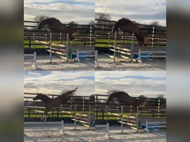 Zangersheider Mare 1 year 16.2 hh Chestnut-Red in Dobromierz