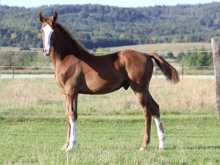 Zangersheider Mare 1 year 16.2 hh Chestnut-Red in Dobromierz