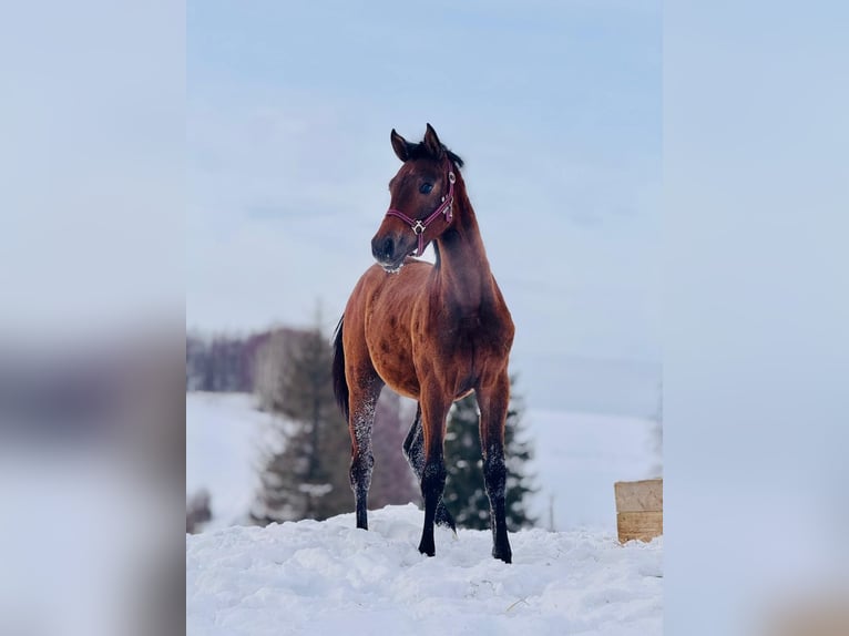 Zangersheider Mare 1 year 16,1 hh Grey in Łańcut