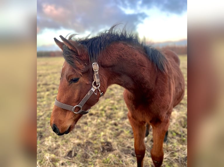 Zangersheider Mare 1 year 16,2 hh Bay-Dark in Hjallerup