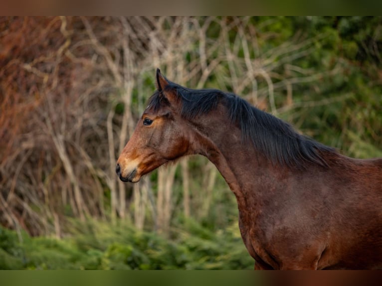 Zangersheider Mare 1 year 16,2 hh Brown in Włocławek