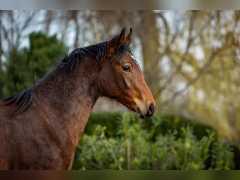Zangersheider Mare 1 year 16,2 hh Brown in Włocławek