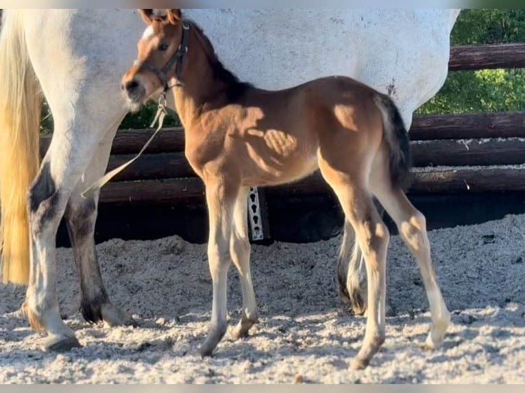 Zangersheider Mare 1 year 16,2 hh Brown in Liège